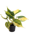 Philodendron Scandens Brazil
