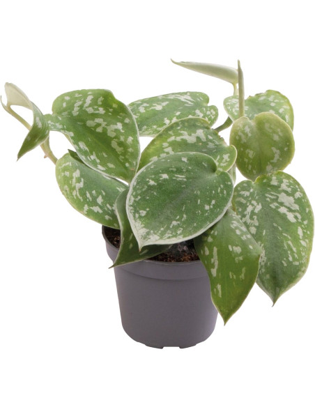 Philodendron Scandens Pictus