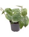 Philodendron Scandens Pictus