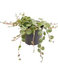 Peperomia Prostrata