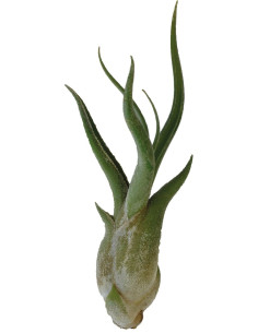 Tillandsia Caput Medusae