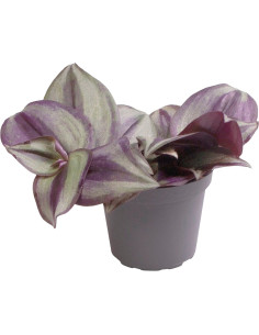 Tradescantia Zebra