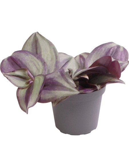 Tradescantia Zebra