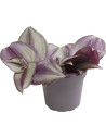 Tradescantia Zebra