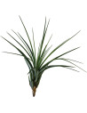 Tillandsia Melanocrater Tricolor