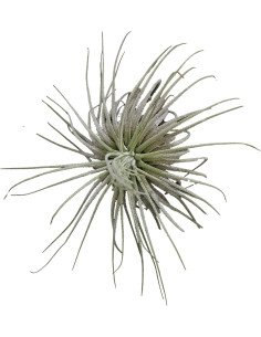Tillandsia Magnusiana