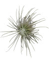 Tillandsia Magnusiana