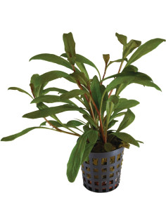 Lysimachia parvifolia(Samolus parviflorus red)