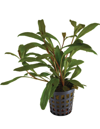 Lysimachia parvifolia(Samolus parviflorus red)