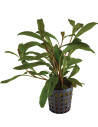Lysimachia parvifolia (Samolus parviflorus red)