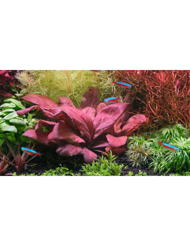Lysimachia parvifolia(Samolus parviflorus red)