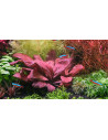 Lysimachia parvifolia (Samolus parviflorus red)