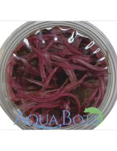 Cryptocoryne balansae 'Pink' - In vitro