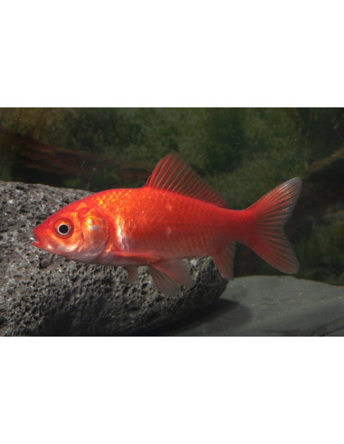 Poisson rouge 12-15 cm