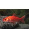 Poisson Rouge 35-40 Cm