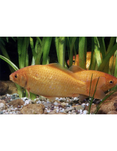 Poisson Jaune 9-12 Cm