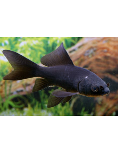 Poisson Noir 4-6 Cm
