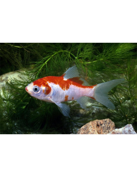 Sarasa 9-12 Cm