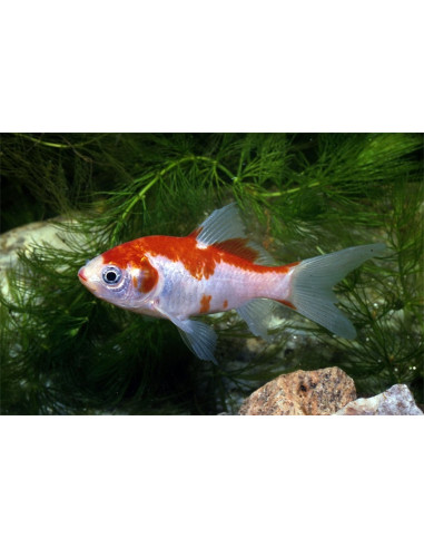 Sarasa 25-30 Cm