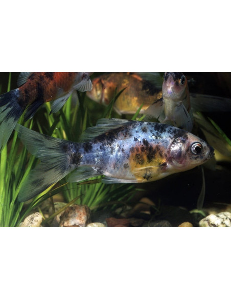 Shubunkin 15-18 Cm