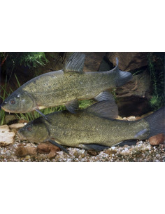 Tanche Vert 8-11cm