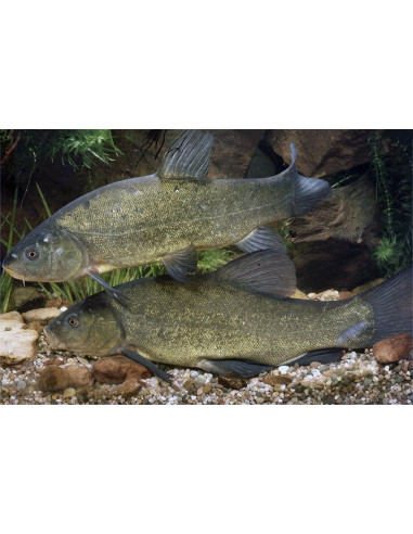 Tanche Vert 12-15cm