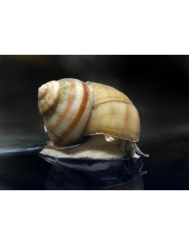 Paludine Vivipare 2 Cm