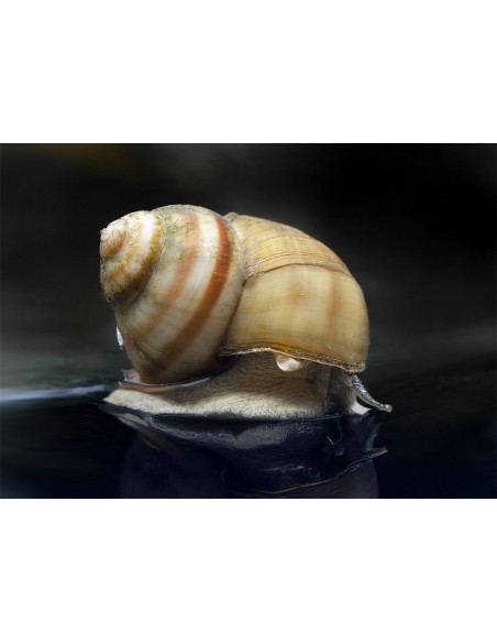 Paludine Vivipare 2 Cm