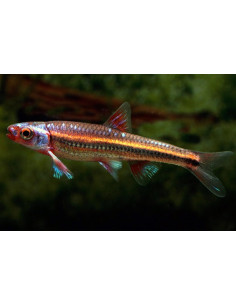 Notropis chrosomus (Notropis chrosomus) 3-5cm