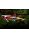 Notropis chrosomus (Notropis chrosomus) 3-5cm