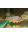 Notropis lutrensis (Notropis lutrensis) 4cm