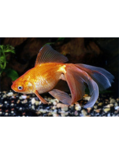 Voile Rouge 6-7 Cm