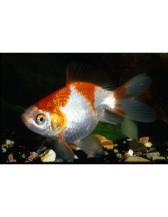 Voile Rouge-Blanc 4-5 Cm