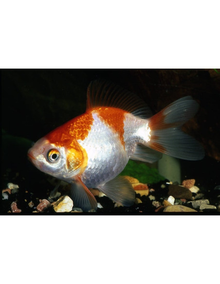 Voile Rouge-Blanc 6-7 Cm