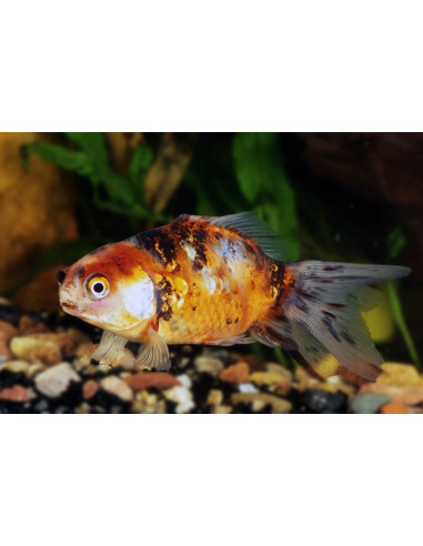 Voile Calico 5-6 Cm