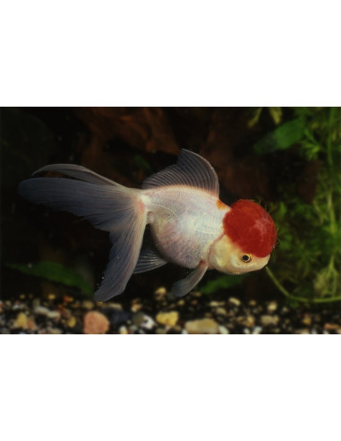 Tete De Lion Redcap 8-9 Cm