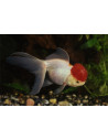 Tete De Lion Redcap 13-14 Cm