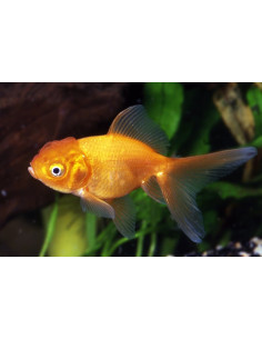 Tete De Lion Rouge 7-8 Cm