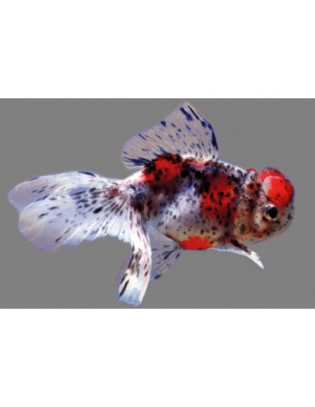 Tete De Lion Calico 7-8 Cm