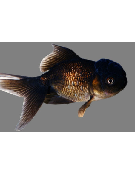 Tete De Lion Noir 11-12 Cm