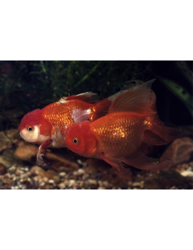 Tete De Lion Mix 7-8 Cm