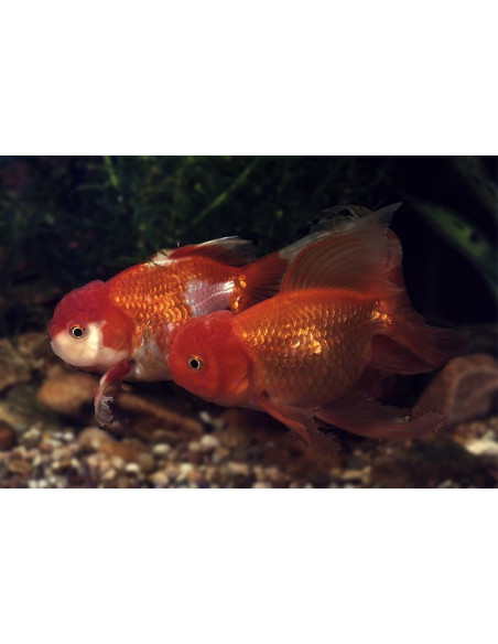 Tete De Lion Mix 18-20 Cm