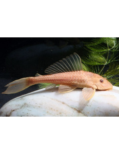 Pléco commun doré (Hypostomus plecostomus Gold) 4-5cm