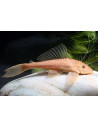 Hypostomus Plecostomus Gold 4-5cm