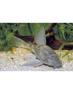 Pléco commun (Hypostomus plecostomus) 4-5cm