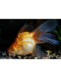 Ryukin Rouge 8-9 Cm