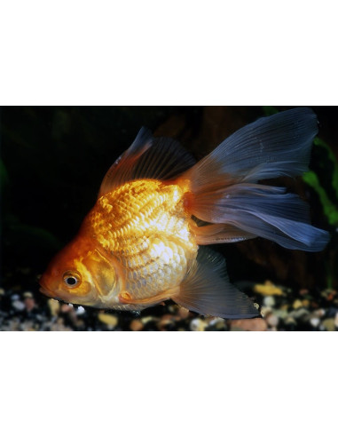 Ryukin Rouge 9-10 Cm
