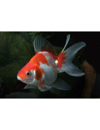 Ryukin Rouge-Blanc 5-6 Cm