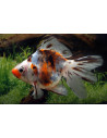 Ryukin Calico 6-7 Cm
