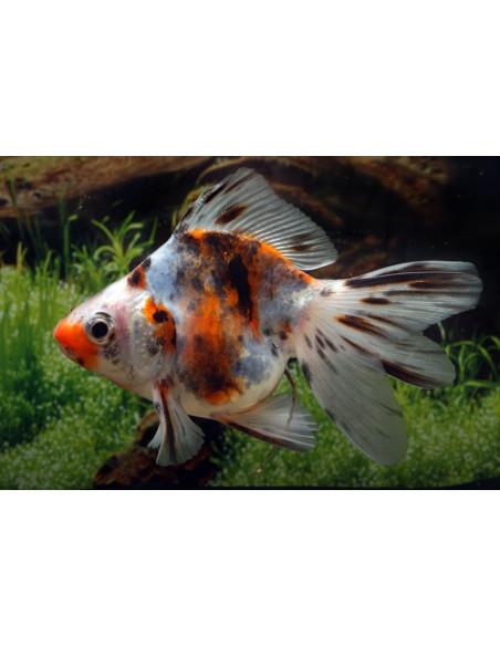 Ryukin Calico 7-8 Cm